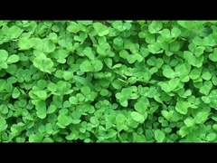 Dispositivi indossabili intelligenti di qualità dalla Cina.